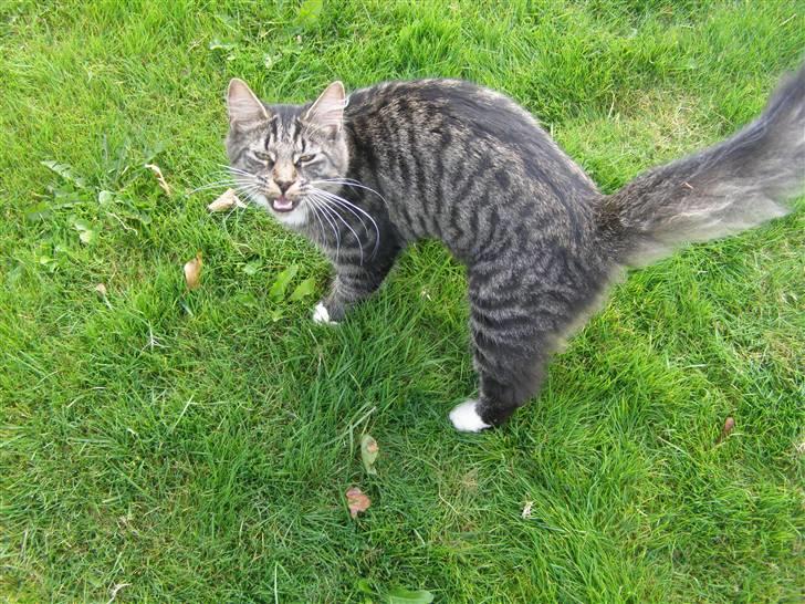 Norsk Skovkat Oskar billede 8