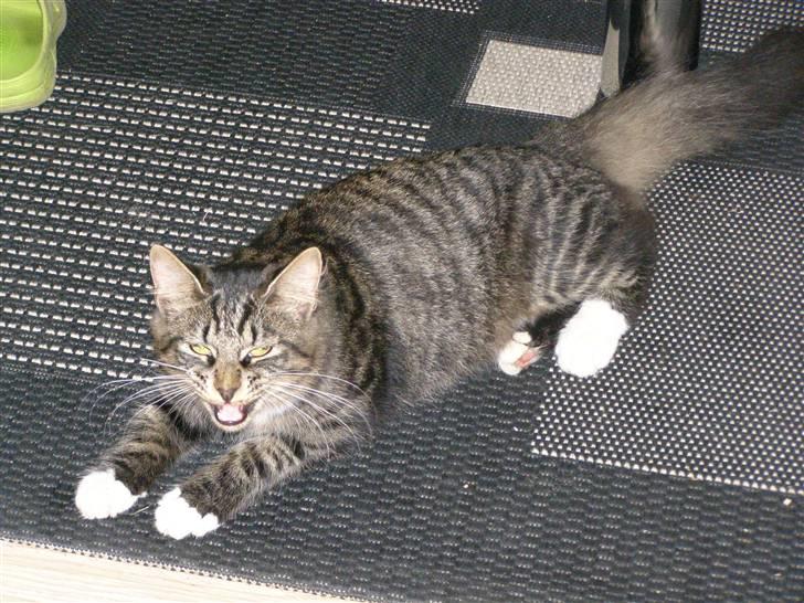 Norsk Skovkat Oskar billede 9