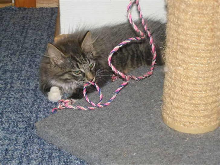 Norsk Skovkat Oskar billede 10