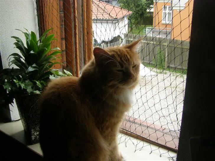 Maine Coon Balou billede 15