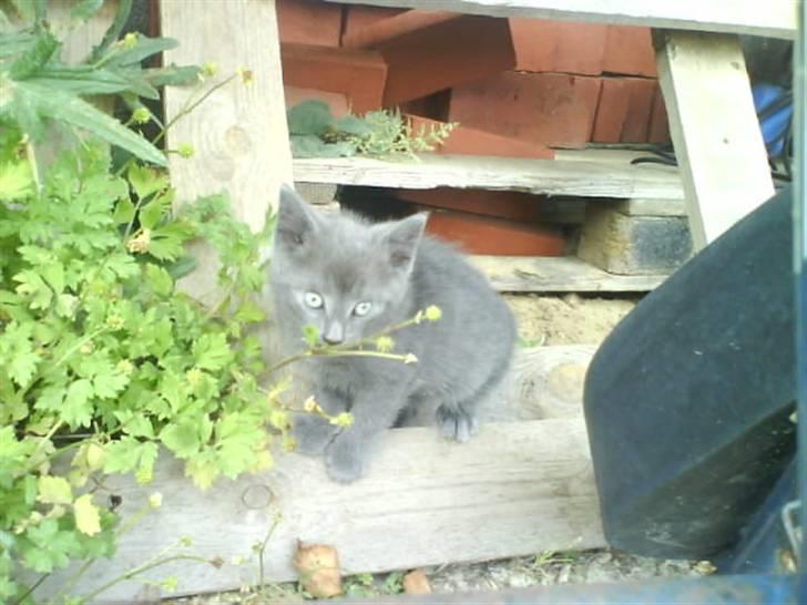 Huskat Fnuggi R.I.P. d 16/01- 09 billede 1