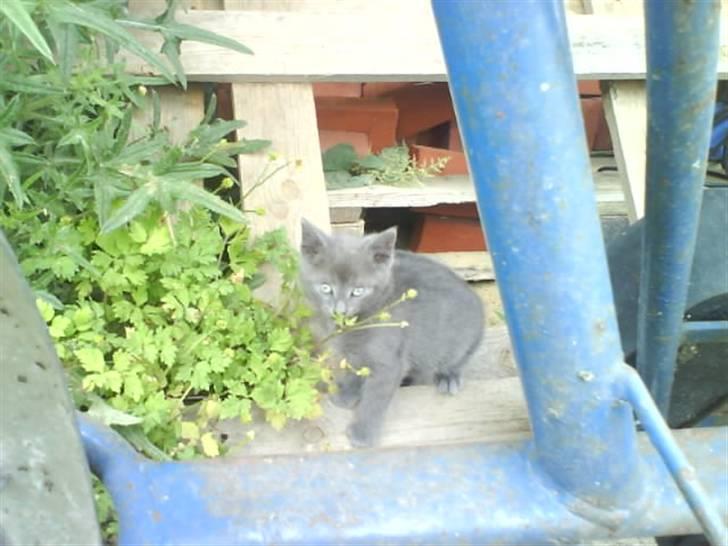 Huskat Fnuggi R.I.P. d 16/01- 09 billede 2