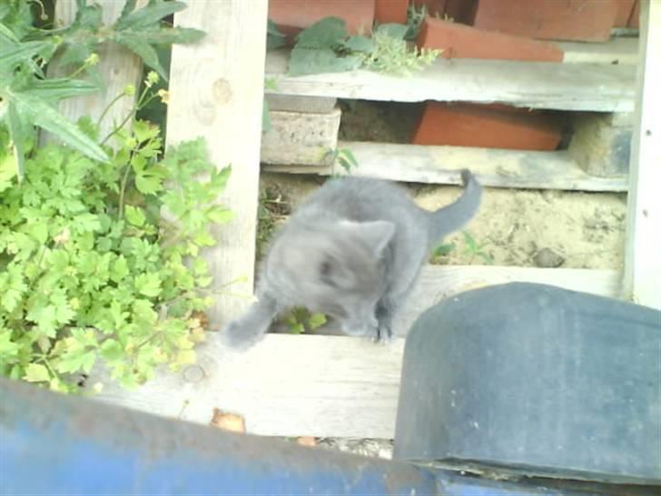 Huskat Fnuggi R.I.P. d 16/01- 09 billede 3