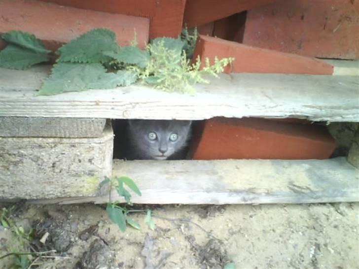 Huskat Fnuggi R.I.P. d 16/01- 09 billede 4