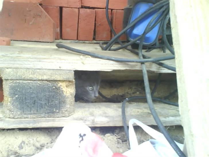 Huskat Fnuggi R.I.P. d 16/01- 09 billede 5