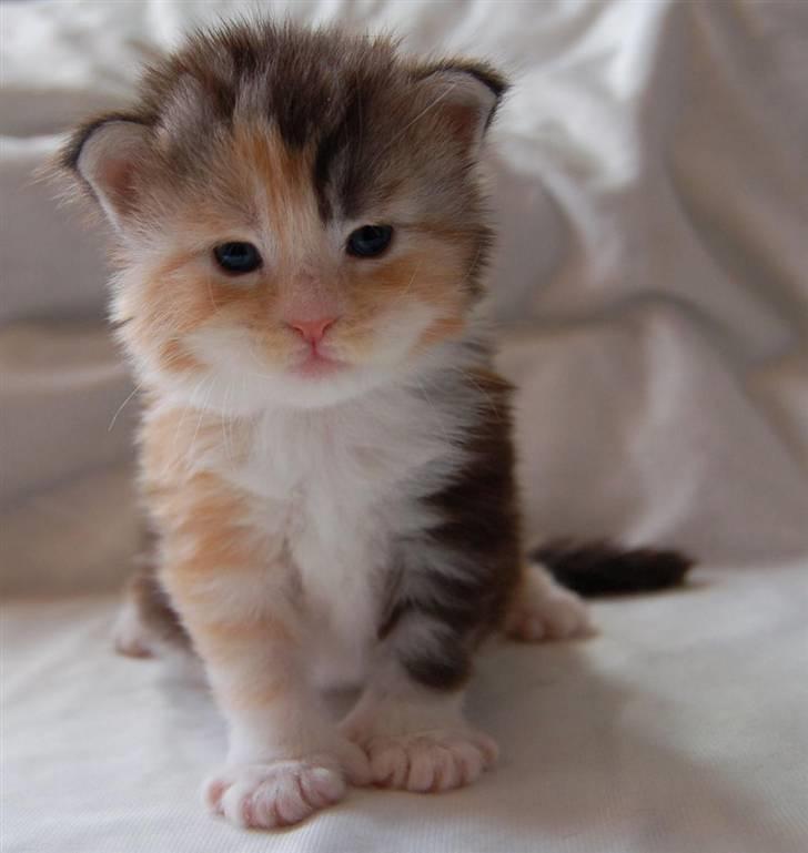 Maine Coon  Berta Bumble Bee P - 3 uger gammel billede 4