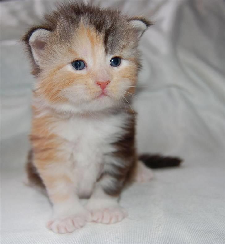 Maine Coon  Berta Bumble Bee P - 3 uger gammel billede 5