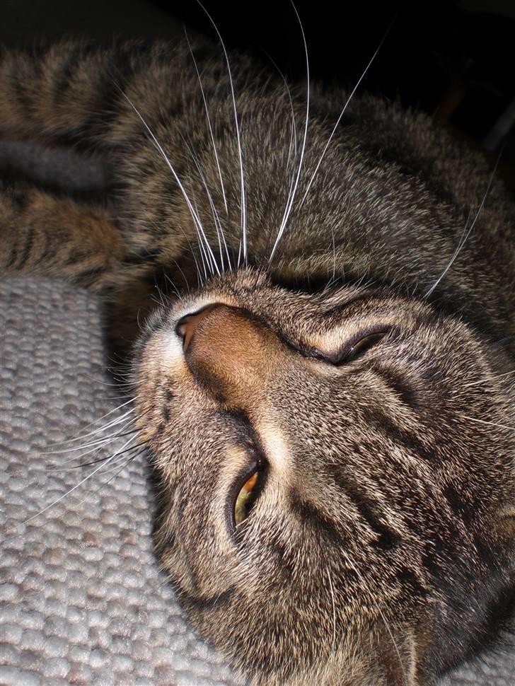 Huskat Pjuske - prinsessen billede 13