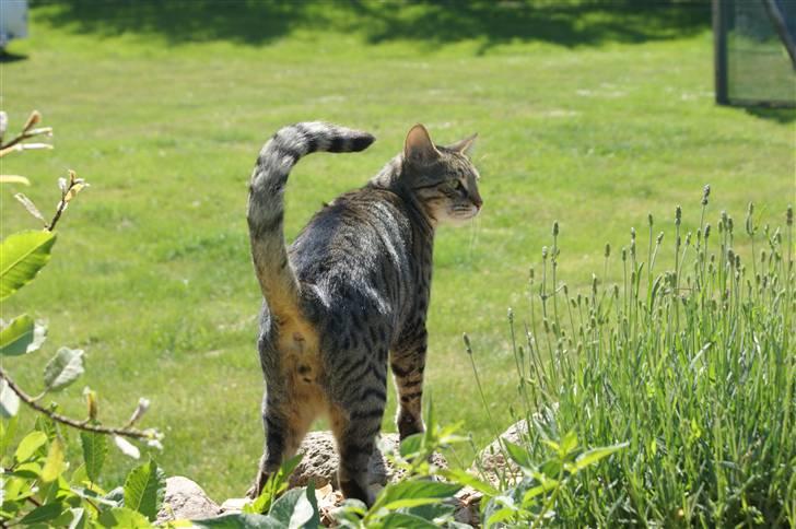 Bengal O'malley billede 6
