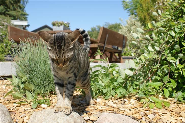 Bengal O'malley billede 7