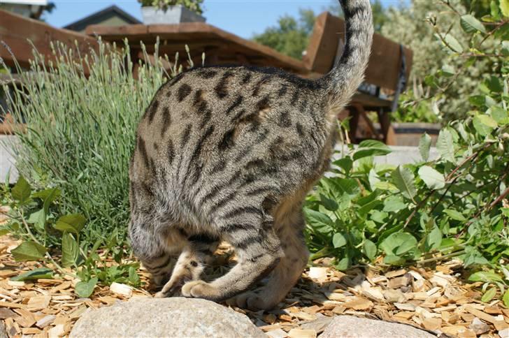 Bengal O'malley billede 8
