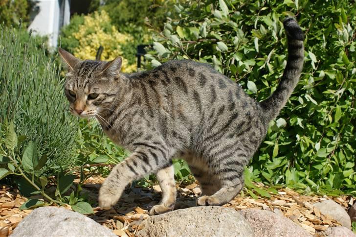 Bengal O'malley billede 9