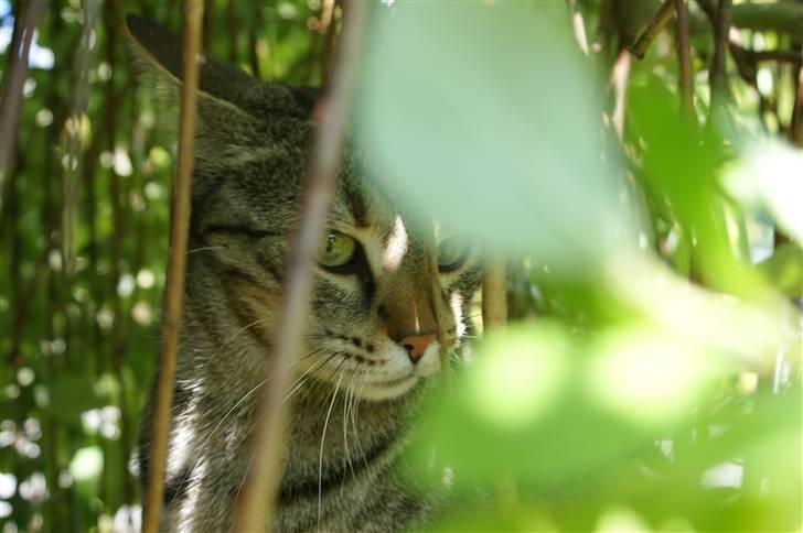 Bengal O'malley billede 10