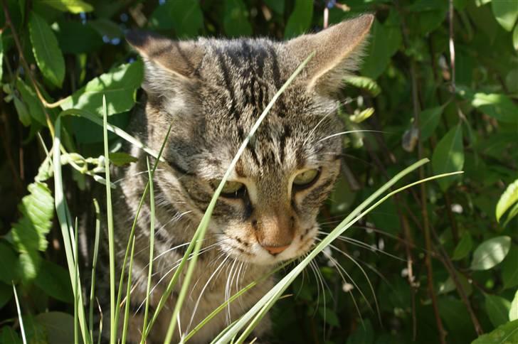 Bengal O'malley billede 11