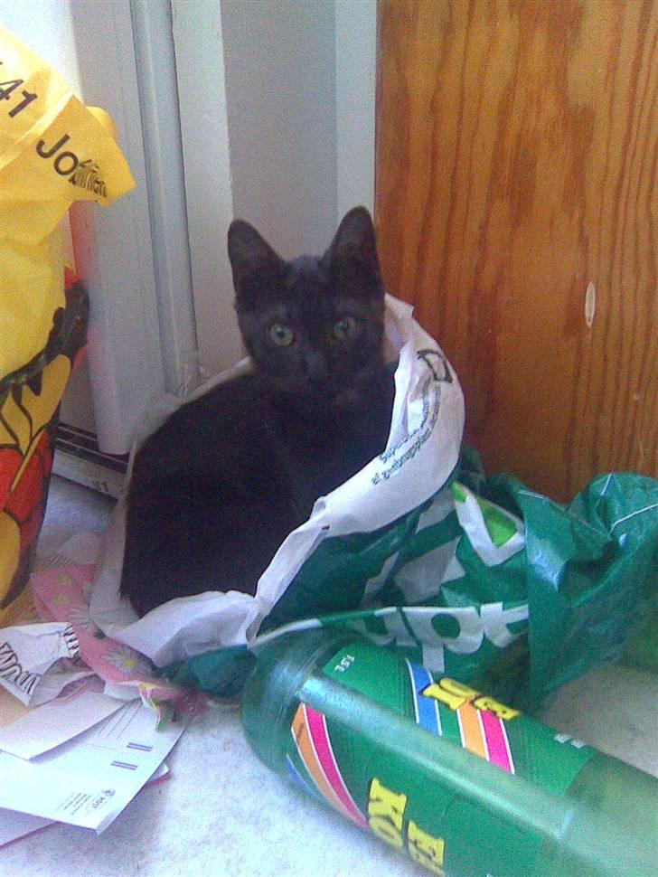 Blanding af racer Gimli billede 17