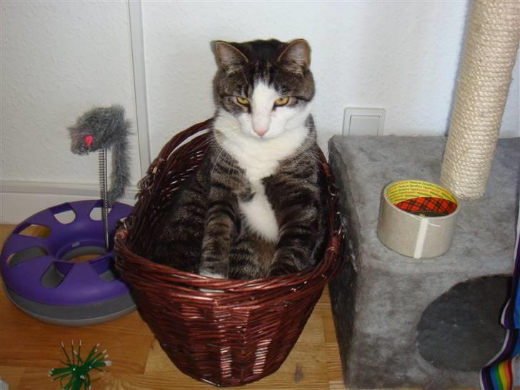 Huskat Bob - En tyk-mis i en lidt for lille kurv. billede 6