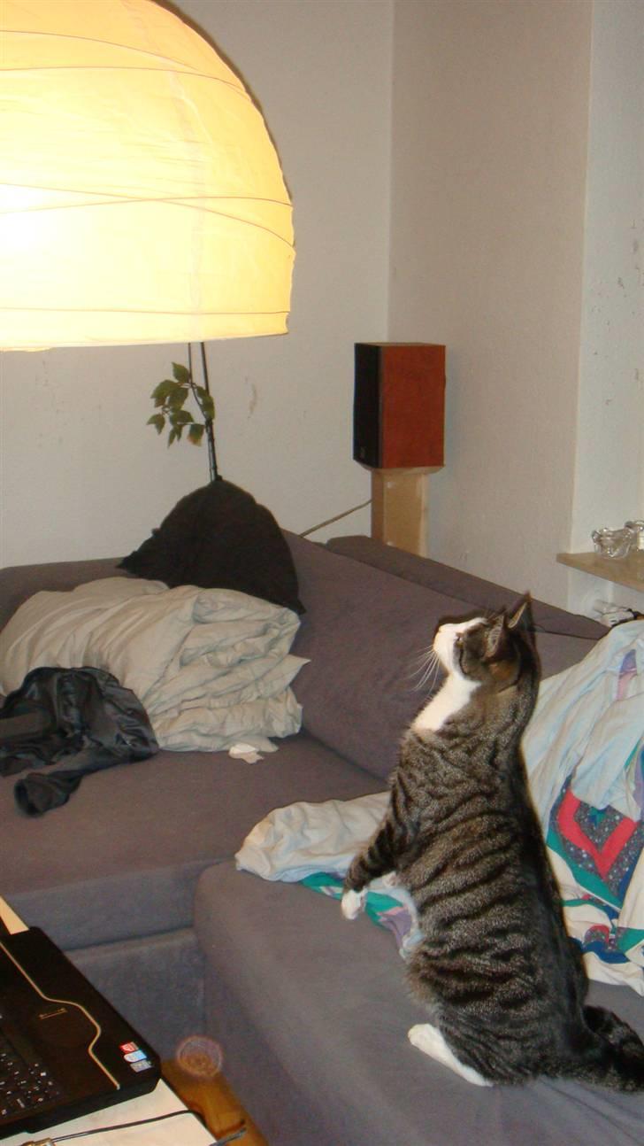 Huskat Bob - Her får vi lige kontrolleret lampen af en autoriseret tilsynsførrende! billede 7