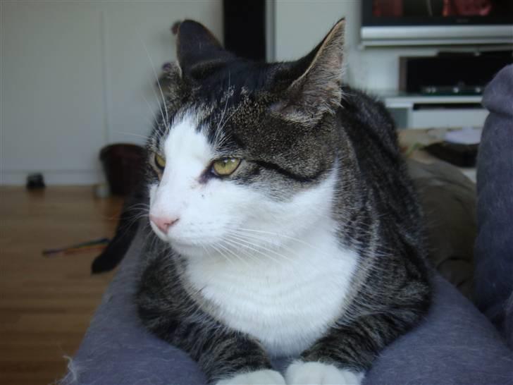 Huskat Bob billede 8