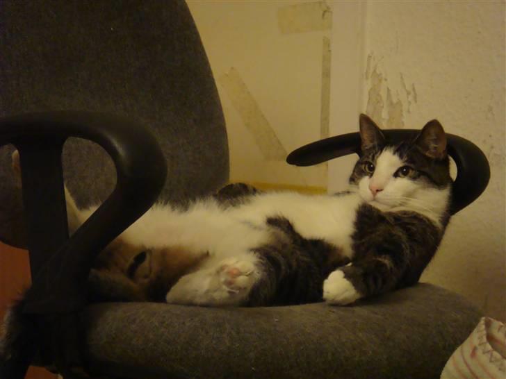 Huskat Bob - Hold da op hvor kan det være hårdt at være kat... billede 9