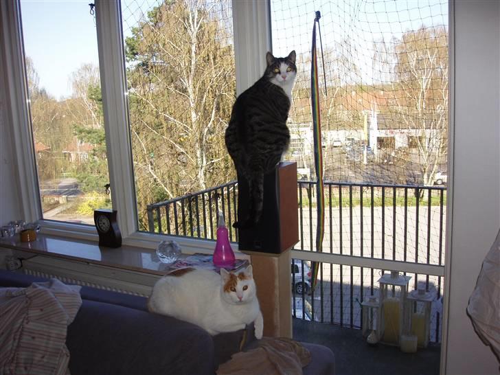 Huskat Bob - Fantastisk udkigspost! Ikke en fugl kommer uset forbi her... billede 10