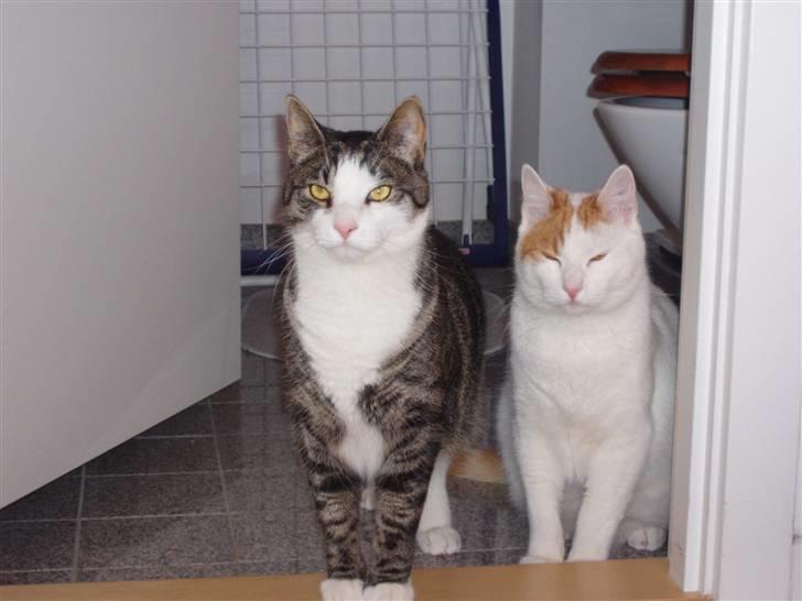 Huskat Bob - løvernes konge! (og hans søvnige bror...) billede 11