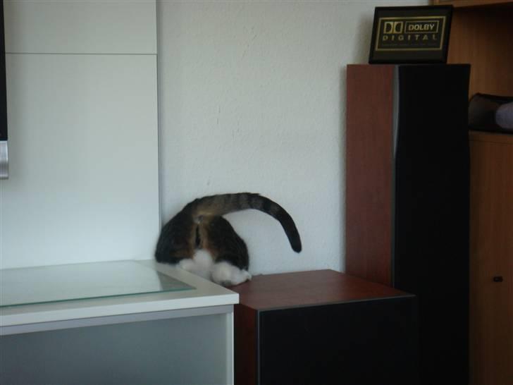 Huskat Bob - Med prutskiven i vejret på jagt efter... ja, det må guderne vide! billede 12