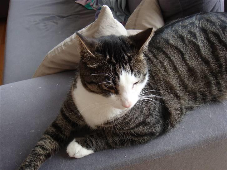 Huskat Bob billede 13