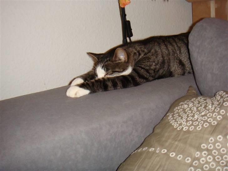 Huskat Bob - Efter enhver hård dag, er det jo ultra vigtigt at få strukket ordenligt ud! se bare her... billede 14