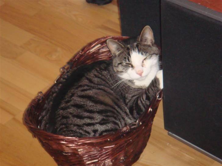 Huskat Bob - "Mmmm... Dali... Dejlige danske højtalere i høj kvallitet... Mmmm..."  billede 15