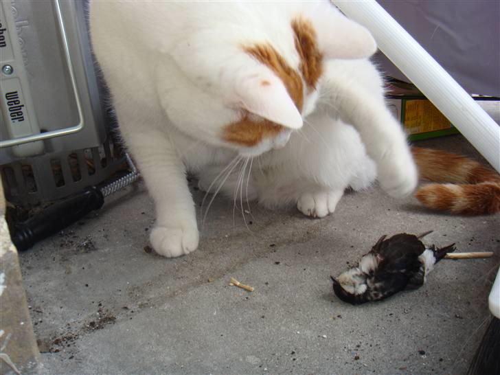 Huskat Krusty billede 7