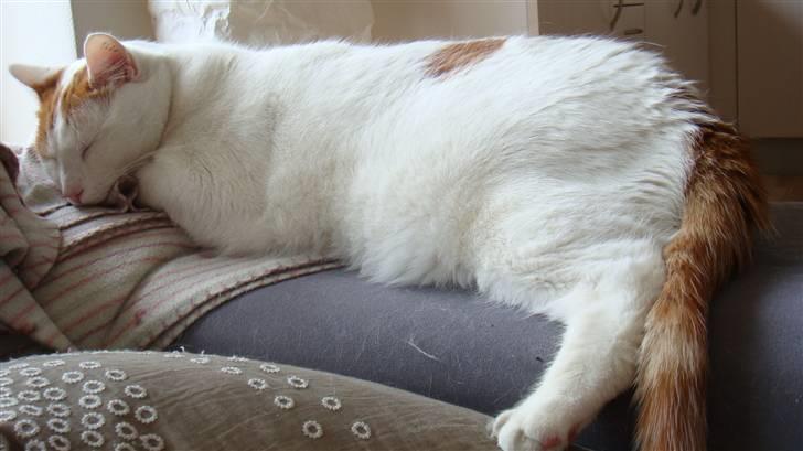 Huskat Krusty billede 8