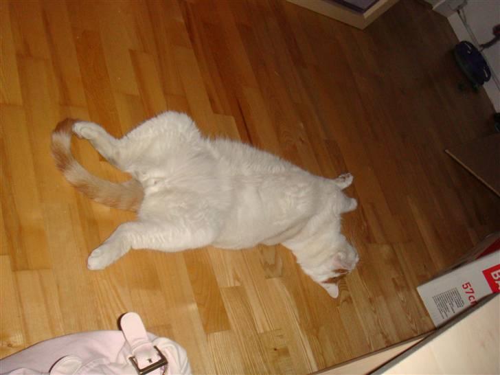 Huskat Krusty billede 9