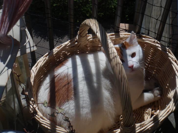 Huskat Krusty billede 10