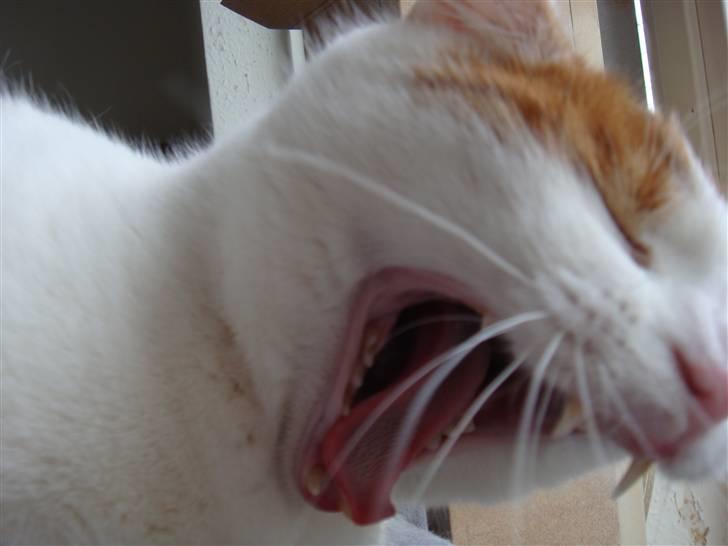 Huskat Krusty billede 11