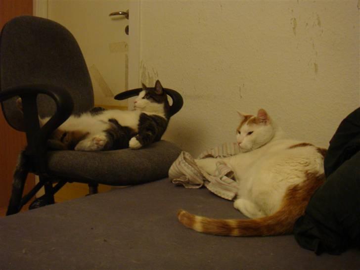 Huskat Krusty billede 12