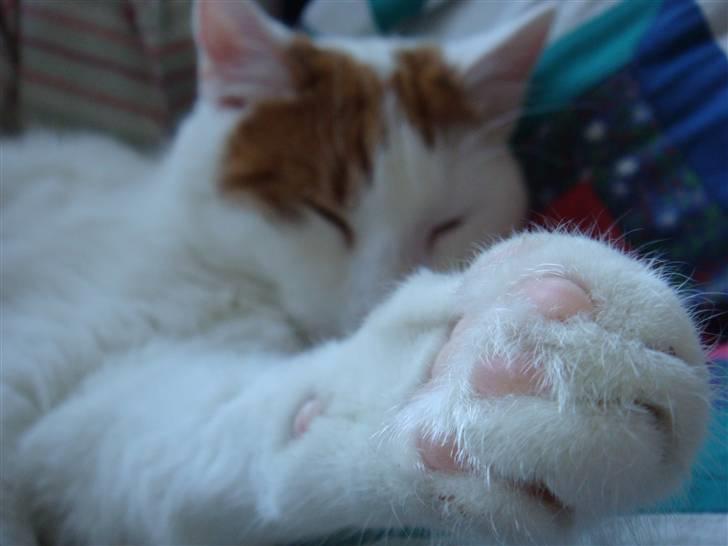 Huskat Krusty billede 13