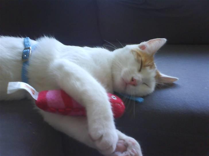 Huskat Krusty billede 14