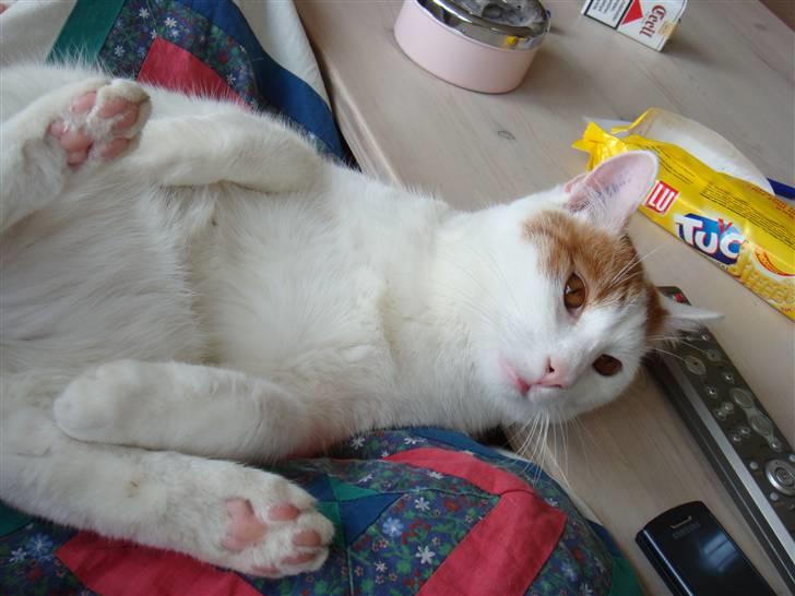 Huskat Krusty billede 15