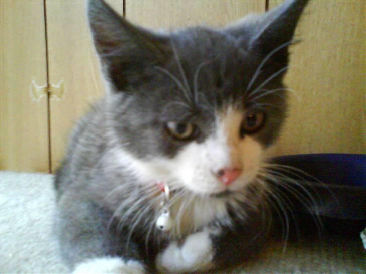 Huskat Kitty billede 1