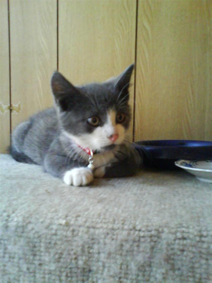 Huskat Kitty billede 2