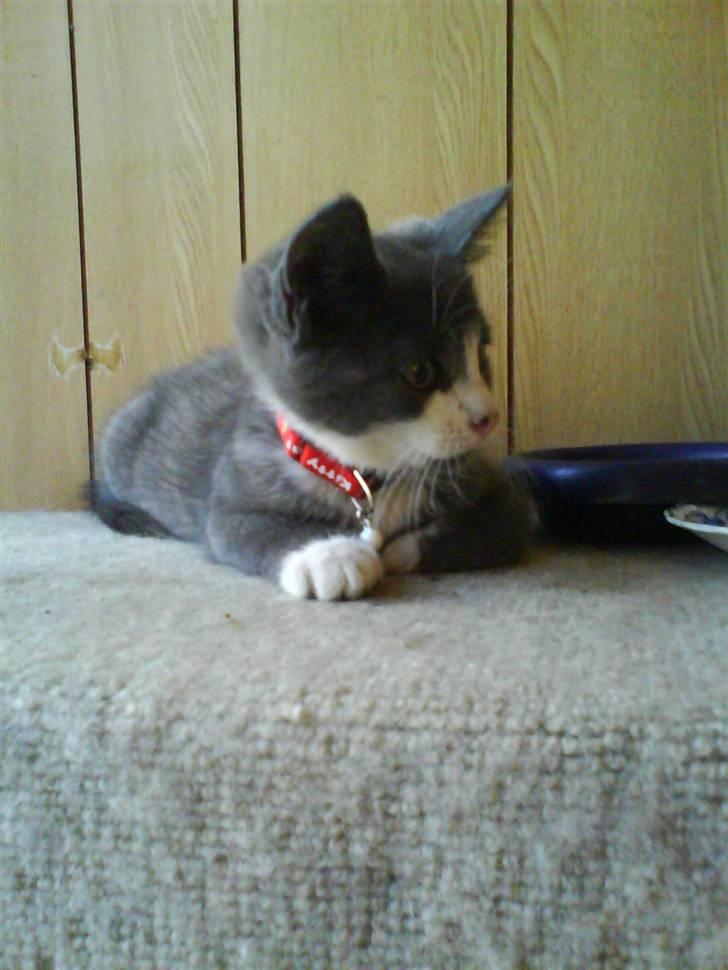 Huskat Kitty billede 3