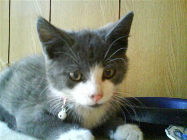 Huskat Kitty billede 4