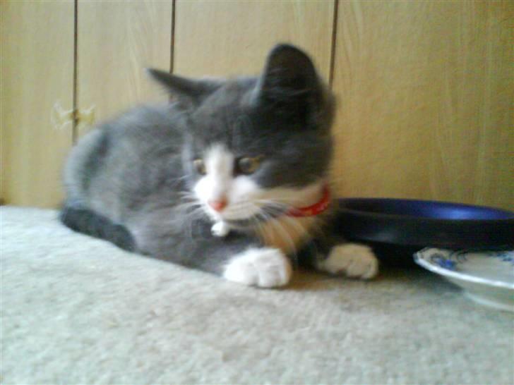 Huskat Kitty billede 5