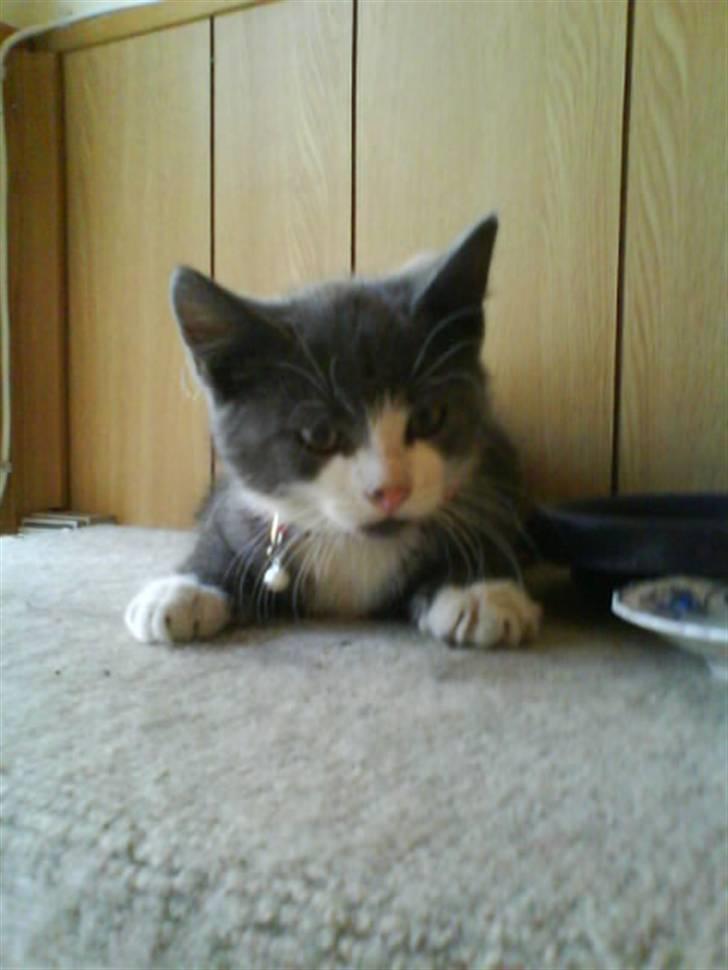 Huskat Kitty billede 6