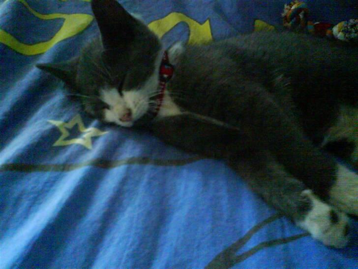 Huskat Kitty billede 7