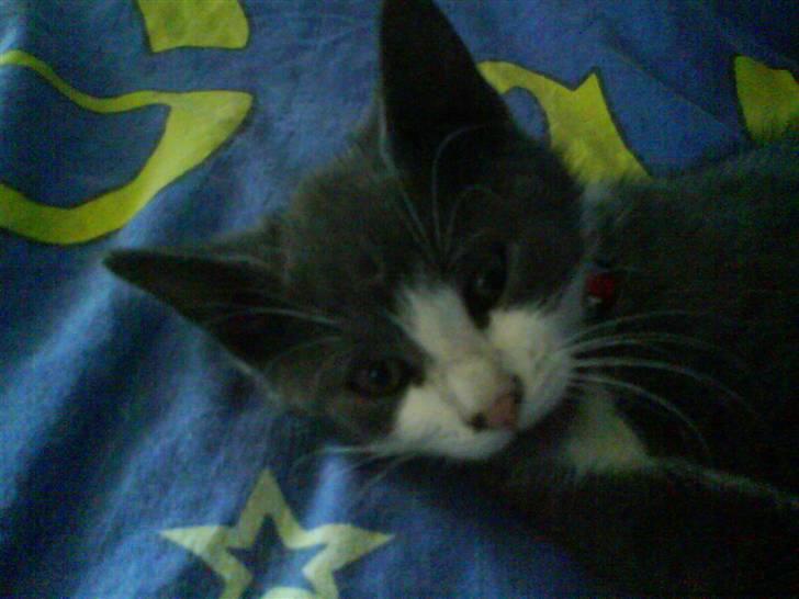 Huskat Kitty billede 8