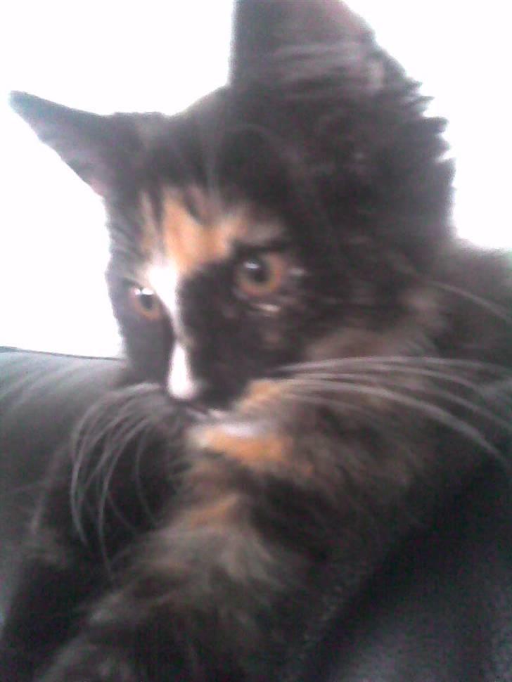 Blanding af racer Pjevs - Pjevs som lille  billede 2