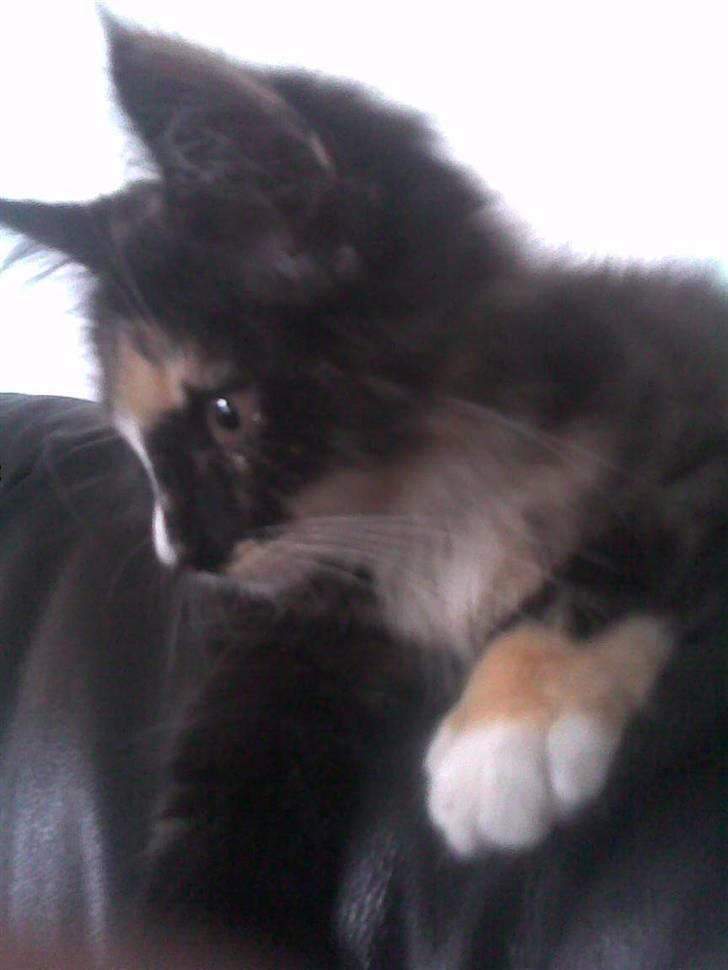 Blanding af racer Pjevs billede 3