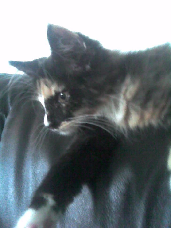 Blanding af racer Pjevs billede 5