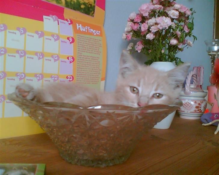 Huskat Bjæver **Bortgivet** - Så hygger man rigtig ;D        DER KOMMER FLERE BILLEDER!!!! billede 1